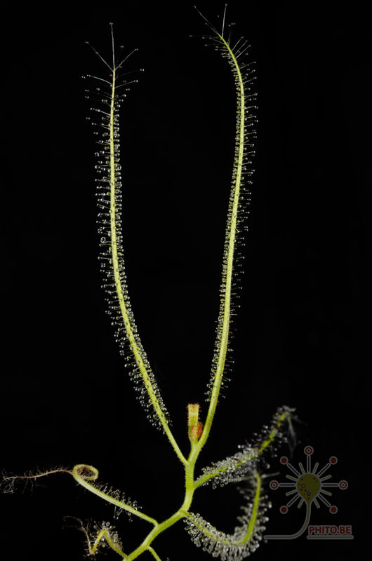 Drosera cucullata