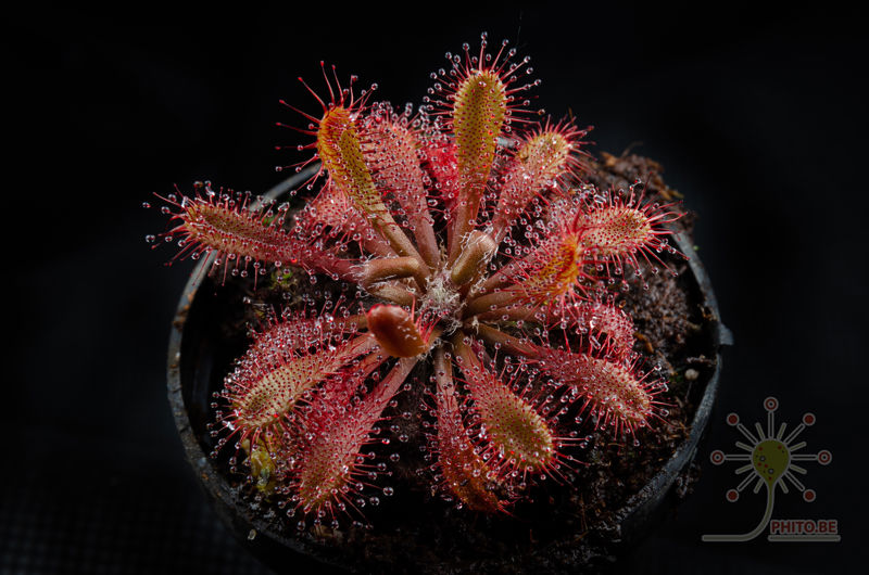 Drosera linearis x spatulata