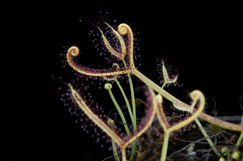 Drosera binata “Ghost”
