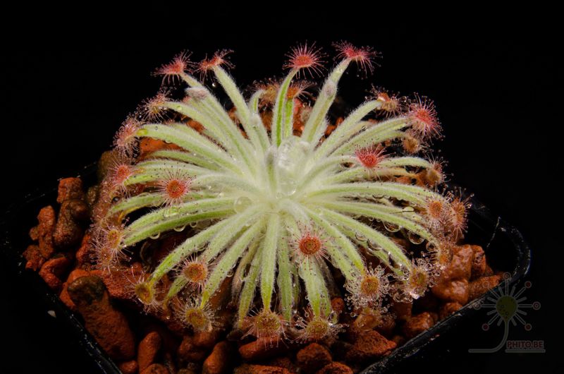 Drosera derbyensis