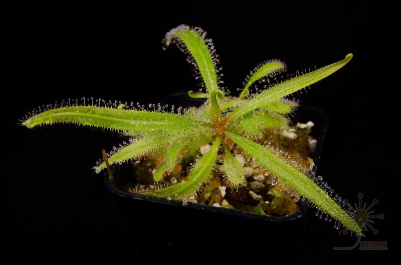 Drosera adelae