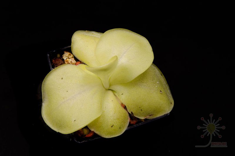 Pinguicula mirandae