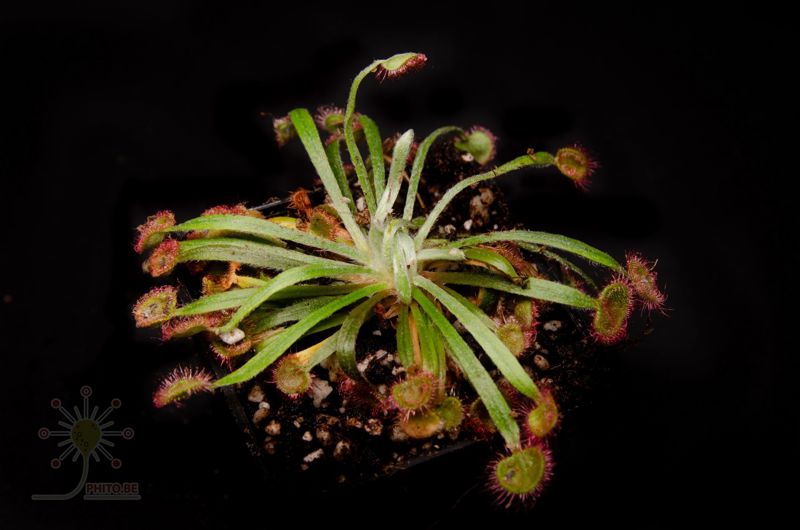 Drosera petiolaris hybrid #3