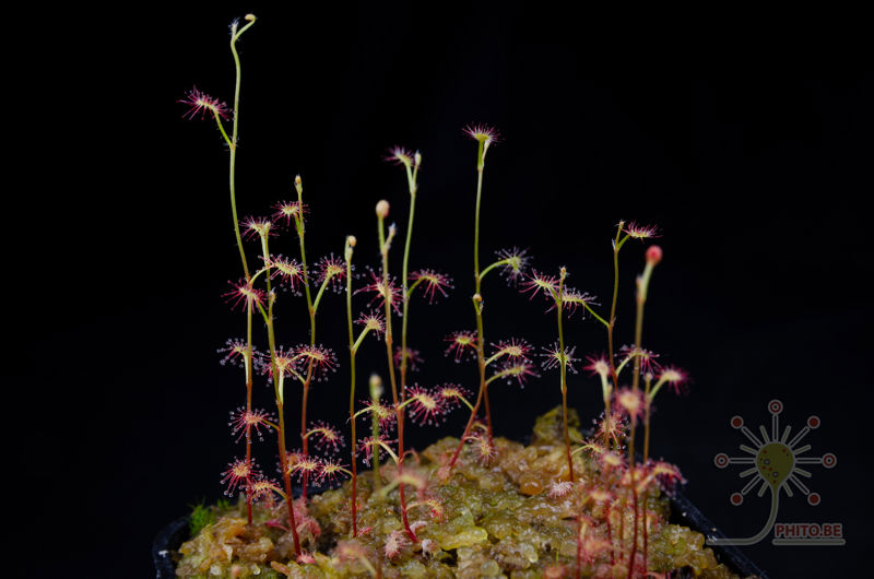 Drosera flexicaulis