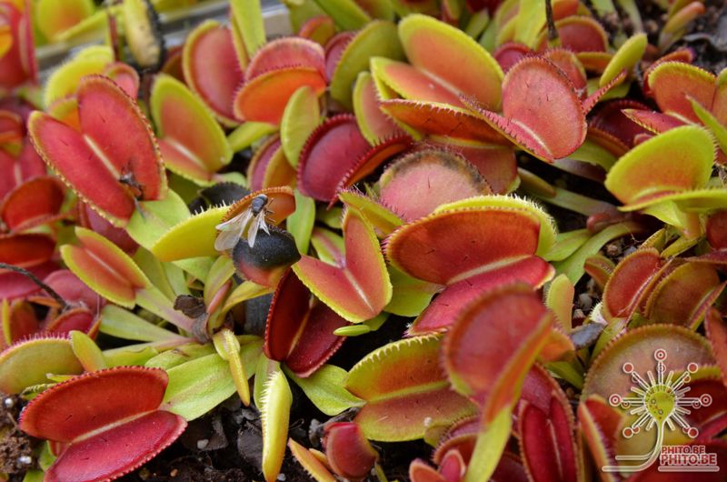 Dionaea muscipula “Microdent”