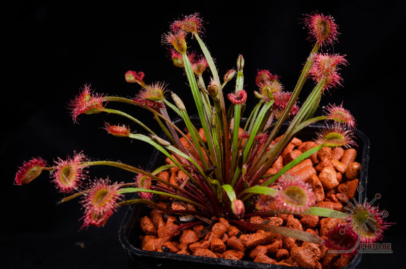 Drosera petiolaris hybrid #1