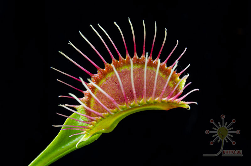 Dionaea muscipula “Phalanx”
