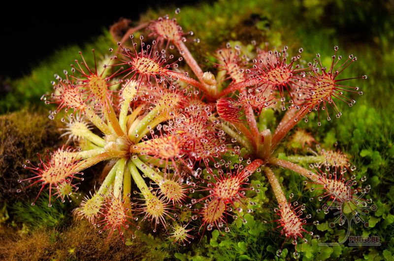 Drosera roraimae
