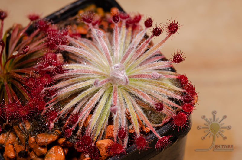 Drosera aff. lanata