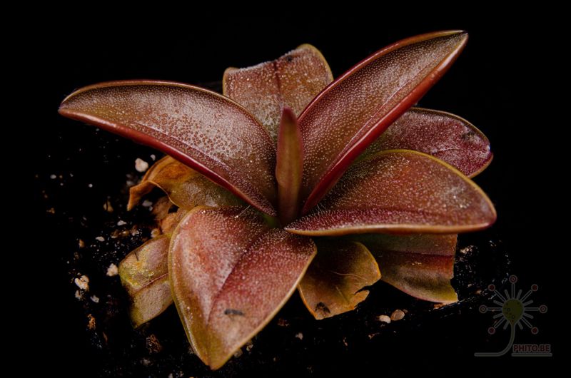 Pinguicula planifolia