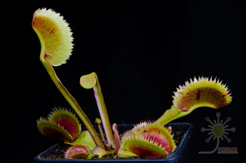 Dionaea muscipula “Scarlatine”