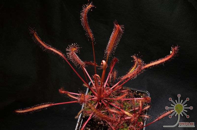 Drosera capensis “all red”