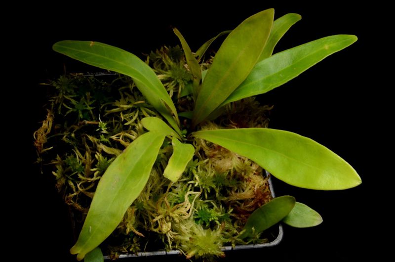 Utricularia longifolia